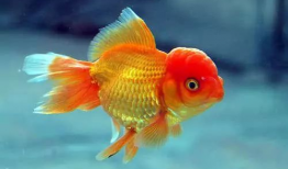 小金鱼视频,水下世界的灵动精灵